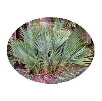 Semeno Nannorrhops ritchieana 3 semena