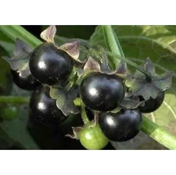 Semeno JALTOMATA procumbens 15 semen