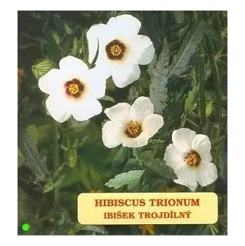 Sazenice HIBISCUS trionum 30 semen