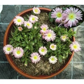 Sazenice Delosperma sutherlandii Peach Star 25 semen