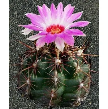 Semeno THELOCACTUS bicolor 10 semen