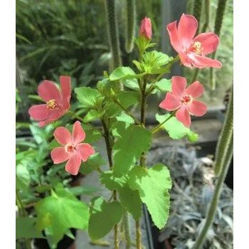 Semeno HIBISCUS ferrugineus 5 semen