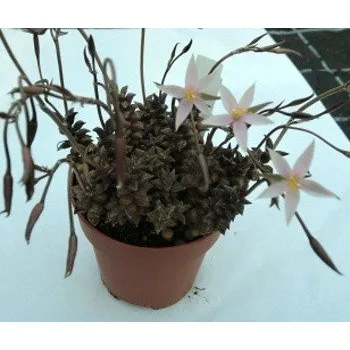 Semeno Anacampseros arachnoides Black 30 semen