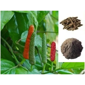 Semeno Piper longum "Indický dlouhý pepř" 5 semen