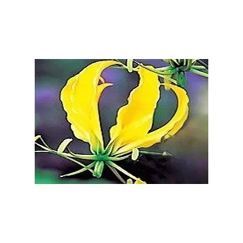 Semeno Gloriosa superba Yellow 3 semena