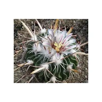 Semeno ECHINOFOSSULOCACTUS pentacanthus 15 semen