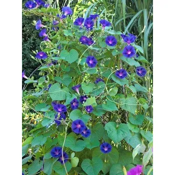 Semeno IPOMOEA purpurea 20 semen