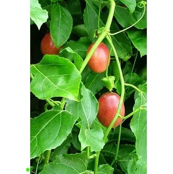 Semeno PASSIFLORA edulis Panama Red 7 semen
