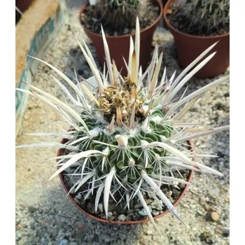 Semeno ECHINOFOSSULOCACTUS erectocentrus 10 semen