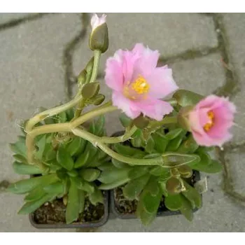 Semeno ANACAMPSEROS Mix 20 semen