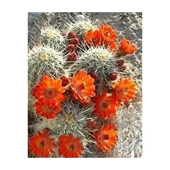 Semeno ECHINOCEREUS coccineus 15 semen