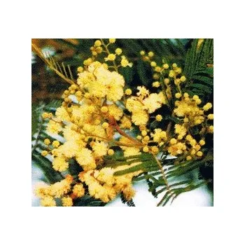 Semeno ACACIA decurrens 10 semen