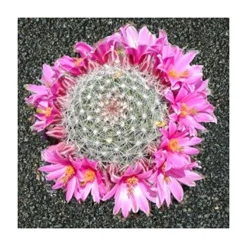Semeno MAMMILLARIA microcarpa 10 semen