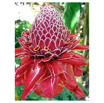 Semeno ETLINGERA elatior Red "RedTorch Ginger" 5 semen