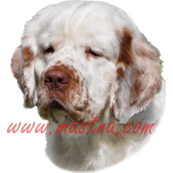 Samolepka clumber španěl, spaniel 335