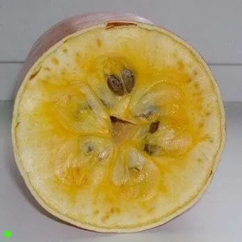 Semeno SICANA odorifera "Muškátová okurka" 3 semena