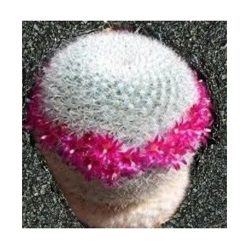 Semeno MAMMILLARIA albilanata 10 semen