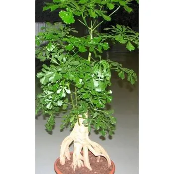 Semeno CUSSONIA sphaerocephala 3 semena