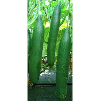 Semeno OKURKA salátová hadovka Saladin F1 (Cucumis sativus L.) 8 semen