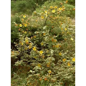 Semeno FREMONTODENDRON californicum Pacific Sunset 5 semen