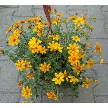 Semeno BIDENS Bidy Bop Orange 20 semen