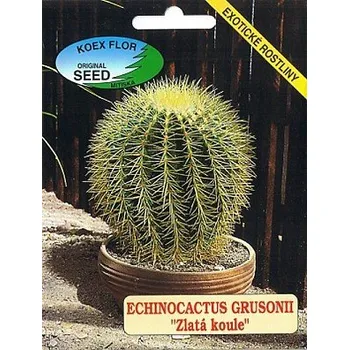 Semeno /BS/ ECHINOCACTUS grusonii "Zlatá koule" 30 semen