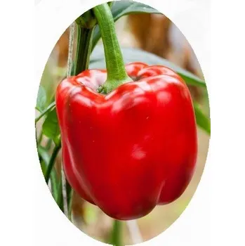 Semeno PAPRIKA zeleninová Granova (Capsicum annuum) 25 semen