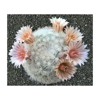 Semeno MAMMILLARIA candida 10 semen