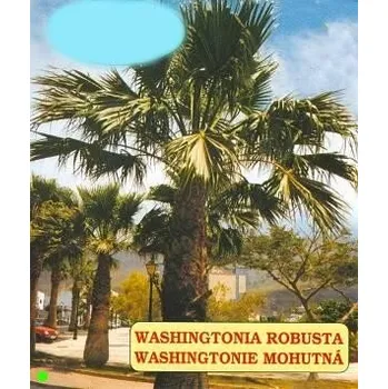 Semeno WASHINGTONIA robusta 5 semen