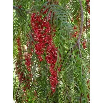 Semeno SCHINUS molle "Peruviánský pepřovec" 15 semen