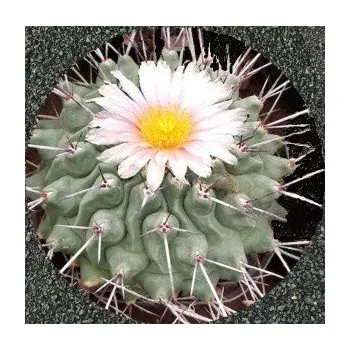 Semeno THELOCACTUS rinconensis 10 semen