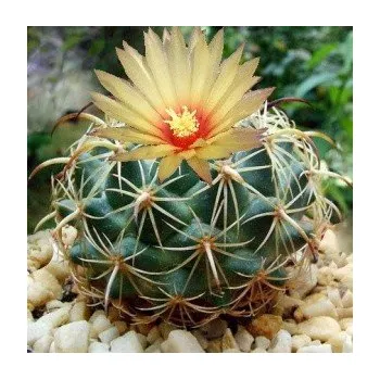 Semeno CORYPHANTHA pallida 15 semen