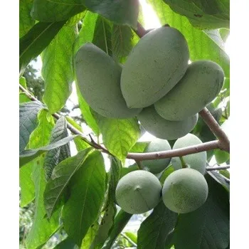 Semeno ASIMINA triloba \"Paw Paw, Indiánský banán“ 3 semena