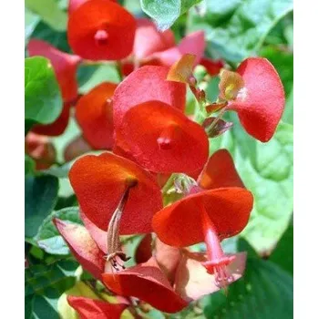 Semeno HOLMSKIOLDIA sanguinea 3 semena