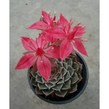 Semeno Tacitus bellus (Graptopetalum bellum) 30 semen