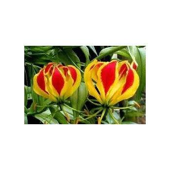 Semeno GLORIOSA superba 3 semena