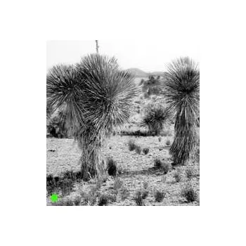 Semeno YUCCA elata "Soaptree Yucca" 4 semena