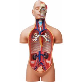 4D Master Anatomie člověka Deluxe Torzo…
