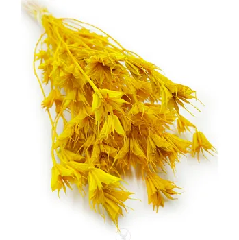 mech-mech.cz Sušená Nigella - (Nigella Orientalis) - žlutá