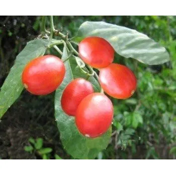 Semeno CAYAPONIA tubulosa 2 semena