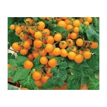 Semeno RAJČE keříčkové balkónové Venus (Solanum lycopersicum L) 20 semen