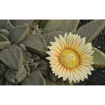 Semeno Aloinopsis rubrolineata 10 semen