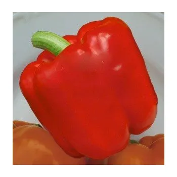 Semeno PAPRIKA zeleninová Saskia F1 (Capsicum annuum) 10 semen