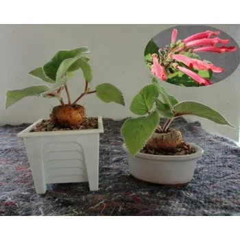 Semeno SINNINGIA iarae 30 semen