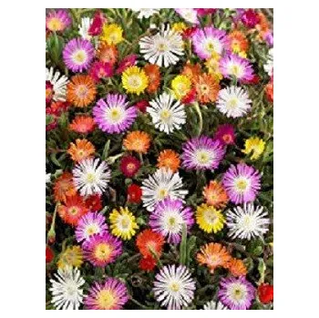 Semeno Dorotheanthus bellidiformis mix 30 semen