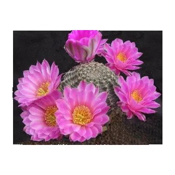 Semeno ECHINOCEREUS amoenus 10 semen