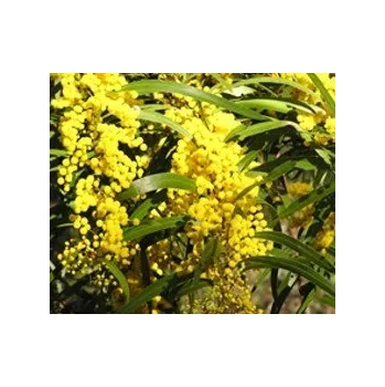 Semeno ACACIA macradenia 20 semen