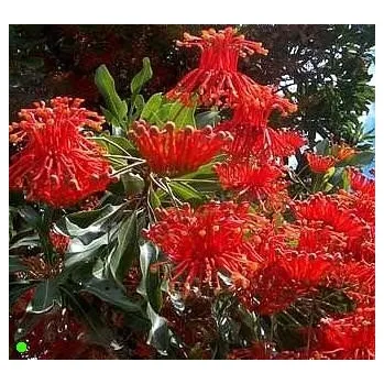 Semeno STENOCARPUS sinuatis 4 semena