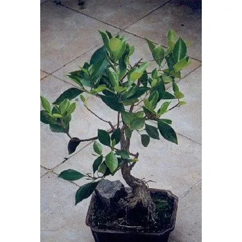 Semeno FICUS bengaliensis "Banyan Tree" 30 semen