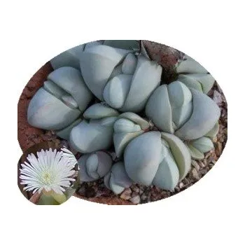 Semeno Gibbaeum album EA1287 (Ganslaagte) 8 semen